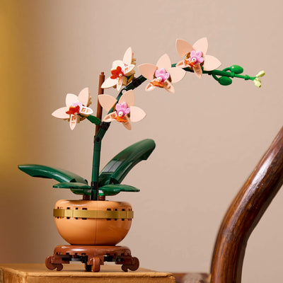 Mini-orchidea