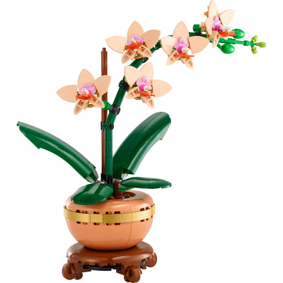 Mini-orchidea