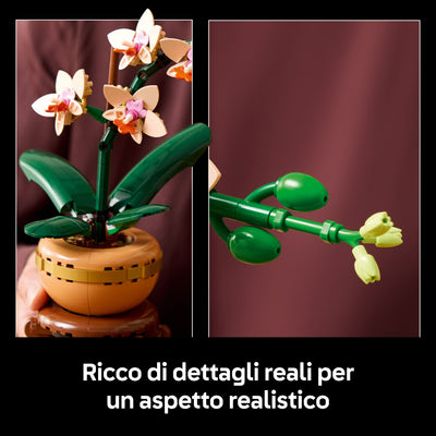 Mini-orchidea