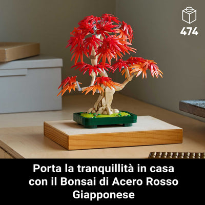 Bonsai di acero rosso giapponese fotografia promozionale "Porta la tranquillità in casa con il Bonsai di Acero Rosso Giapponese"