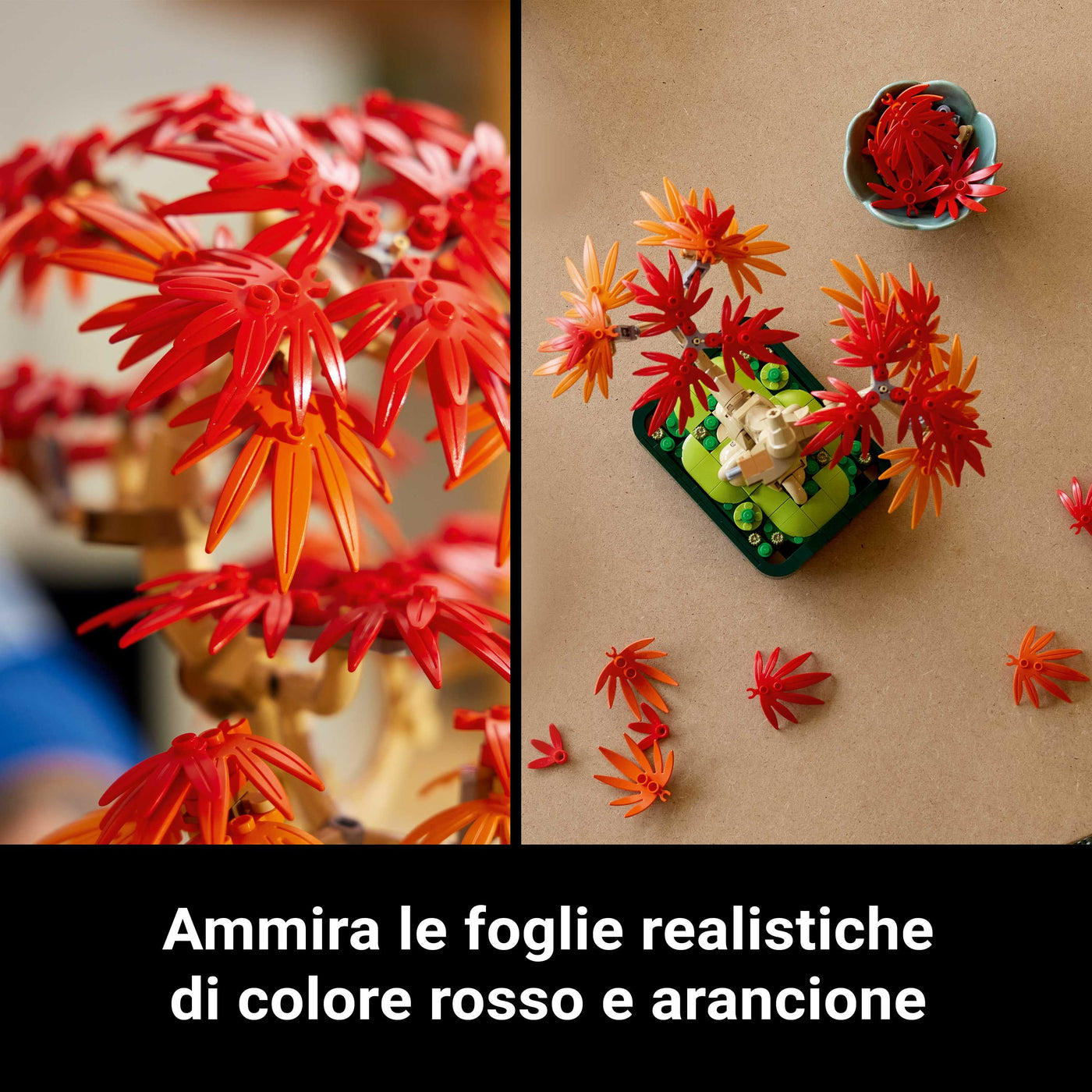 Bonsai di acero rosso giapponese fotografia promozionale "Ammira le foglie realistiche di colore rosso e arancione"