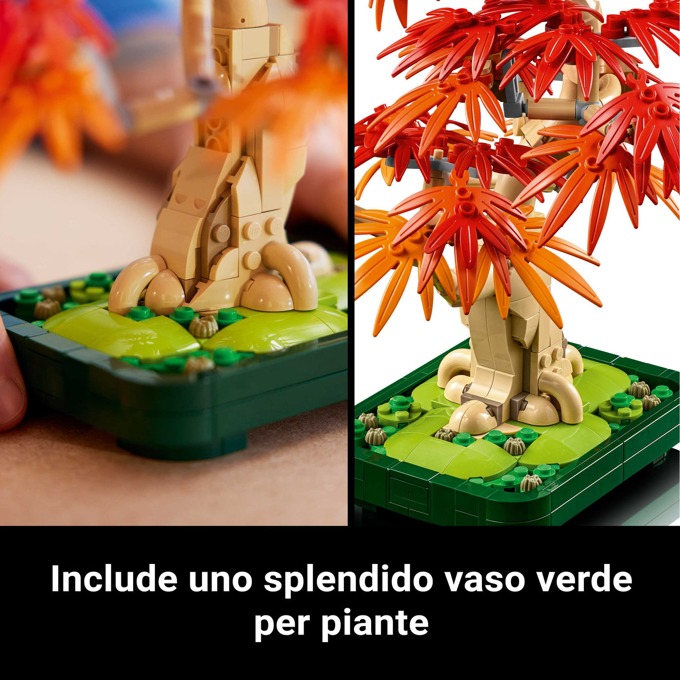 Bonsai di acero rosso giapponese visione dettaglio vaso verde