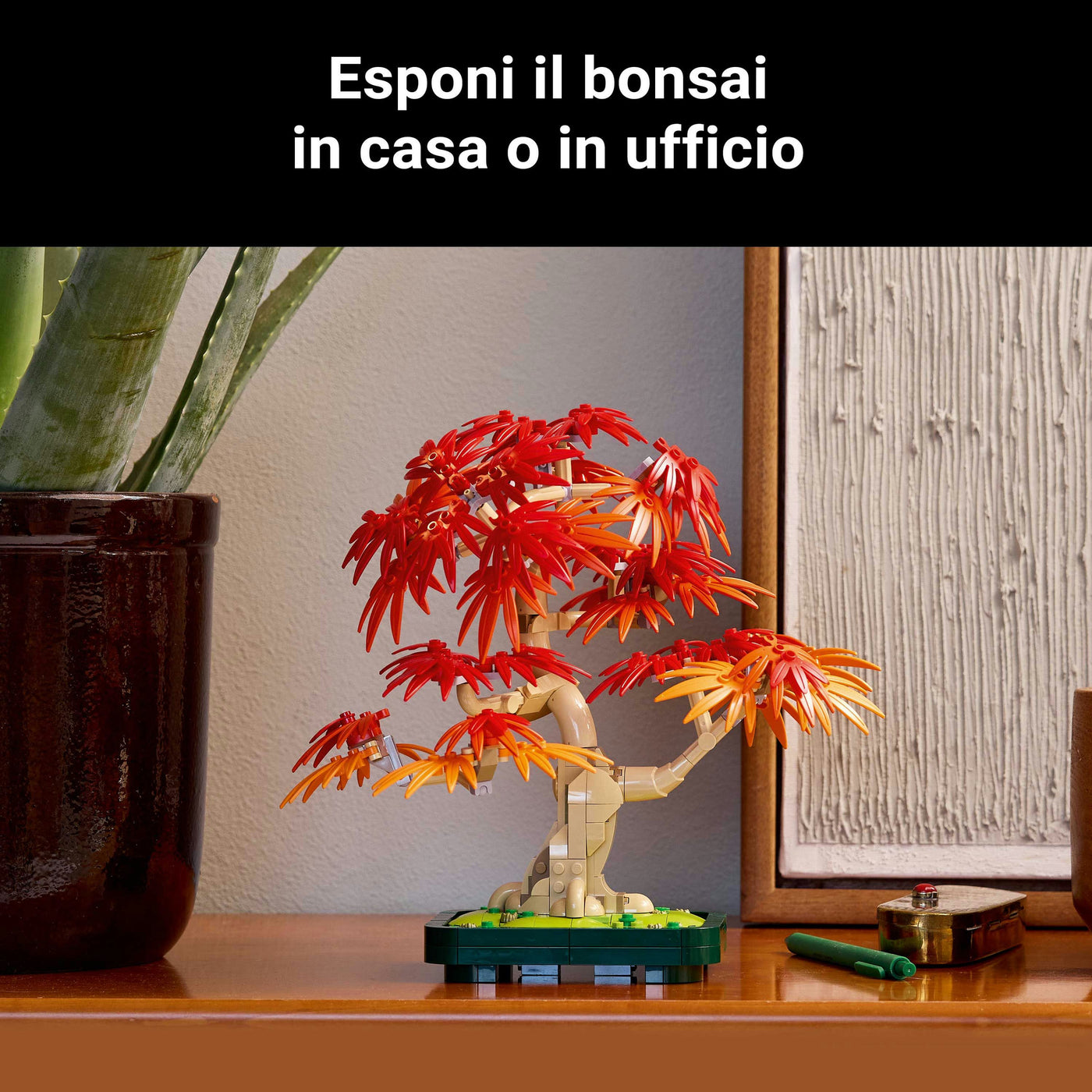 Bonsai di acero rosso giapponese fotografia promozionale "Esponi il bonsai in casa o in ufficio"
