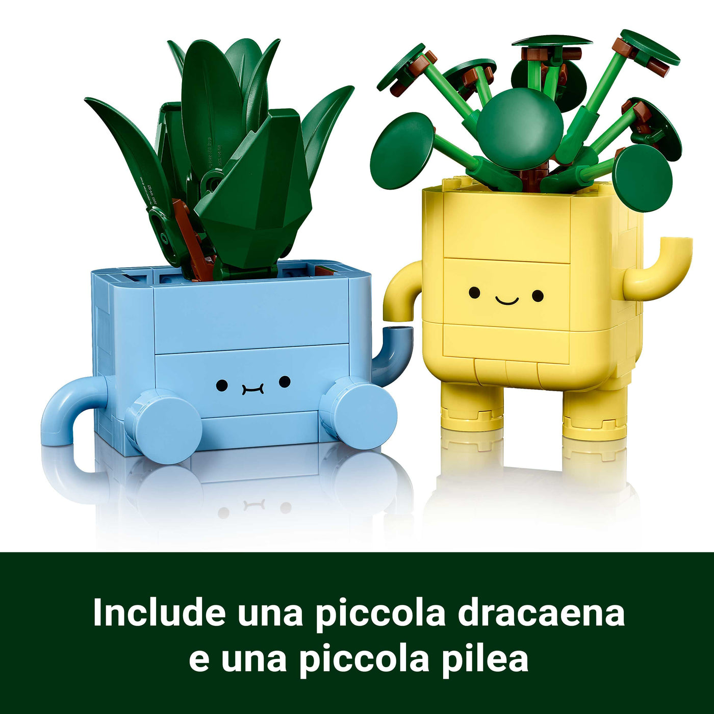 Piantine felici visione dettaglio piante "Include una piccola dracaena e una piccola pilea"