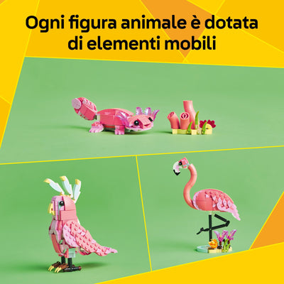Animali selvatici: fenicottero rosa