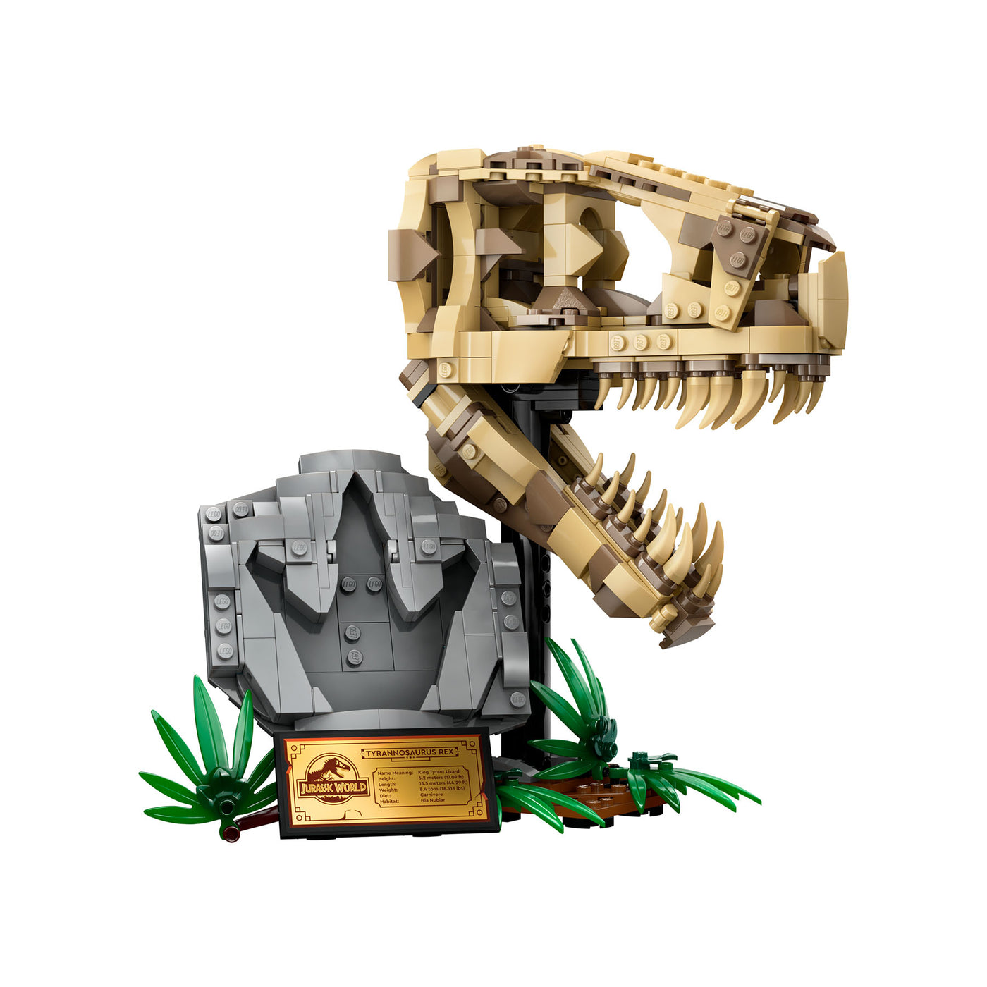 Fossili di dinosauro: Teschio di T.rex